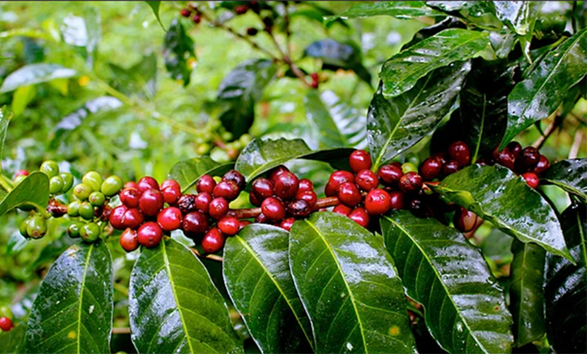 639197933679985744_vietnamese-coffee-trees.jpg